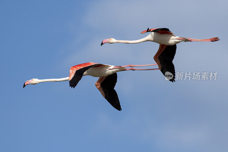 粉红色的火烈鸟(Phoenicopterus roseus)在飞翔